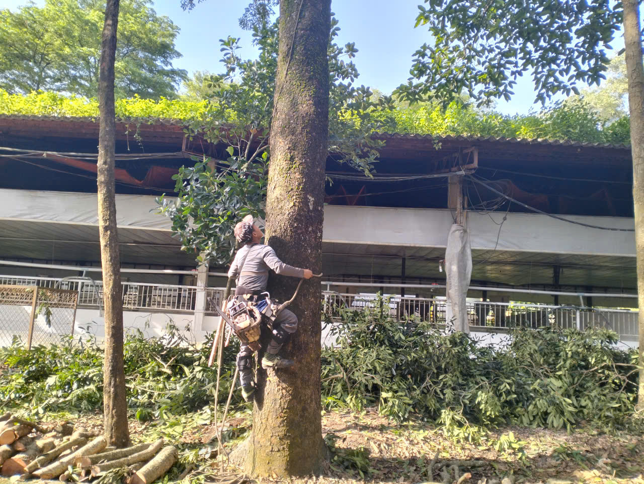 thu mua cây tại Đồng Nai