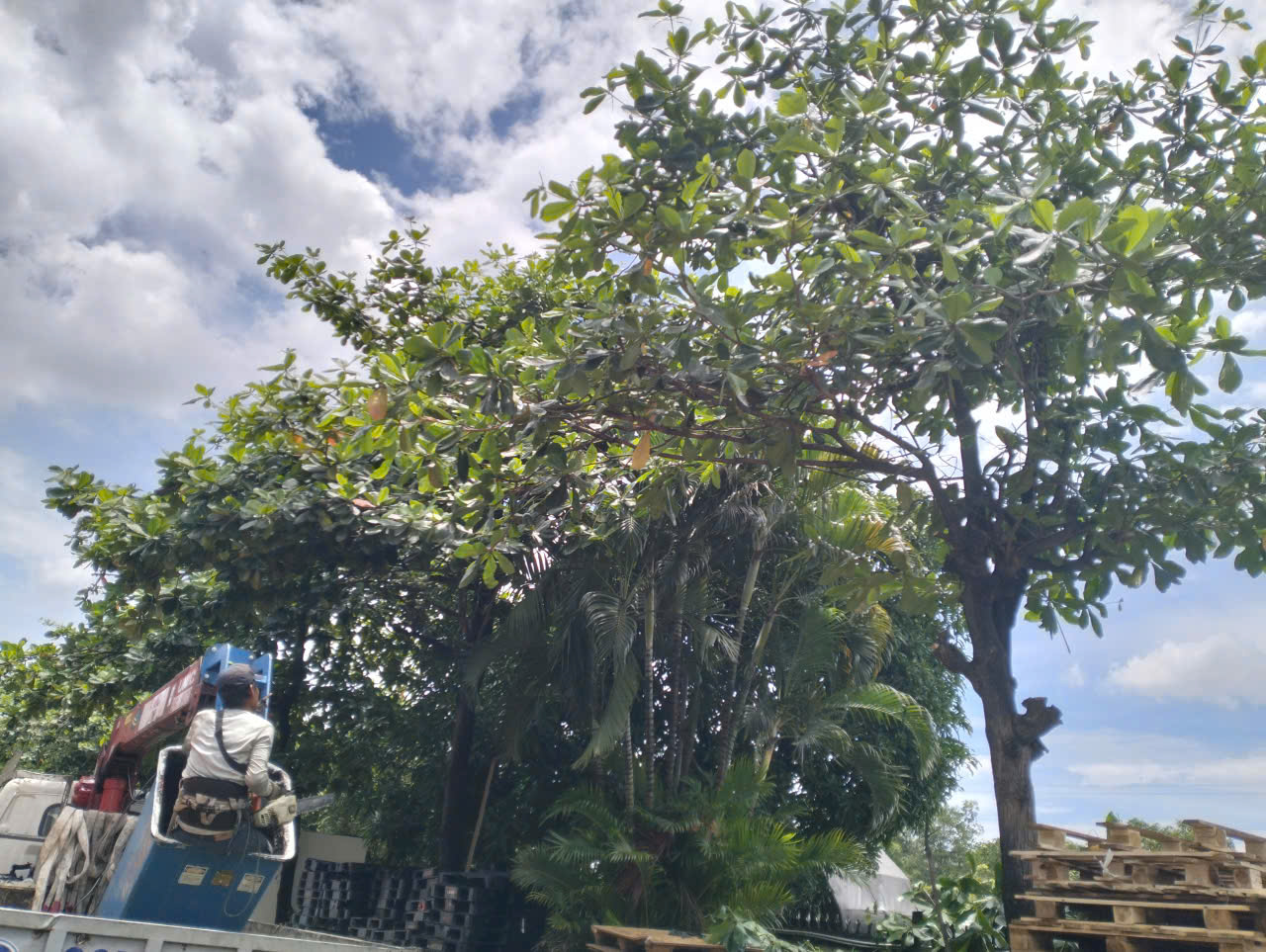 Cưa cây Biên Hòa 