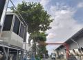 Cưa cây Hoàng Bảo
