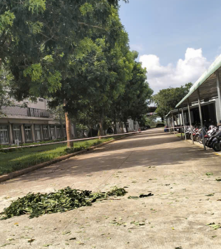 Cưa cây Hoàng Bảo