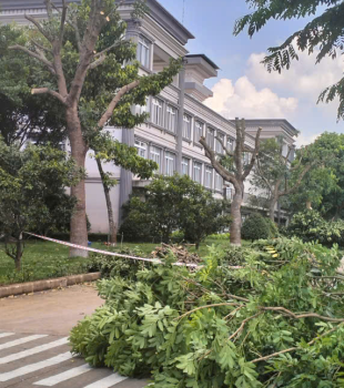 Cưa cây Hoàng Bảo