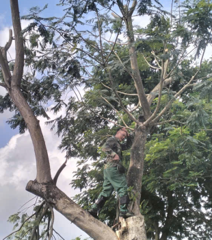 Cưa cây Hoàng Bảo
