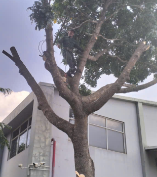 Cưa cây Hoàng Bảo