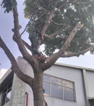 Cưa cây Hoàng Bảo