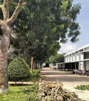 Cưa cây Hoàng Bảo