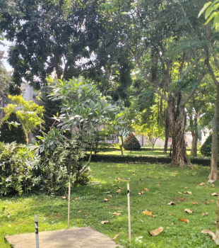 Cưa cây Hoàng Bảo
