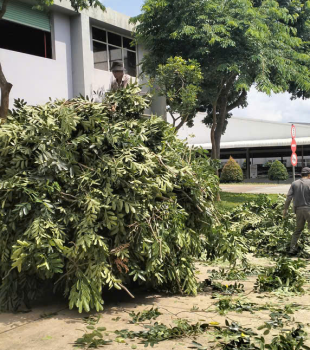 Cưa cây Hoàng Bảo