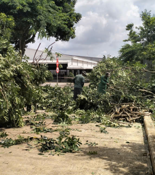Cưa cây Hoàng Bảo