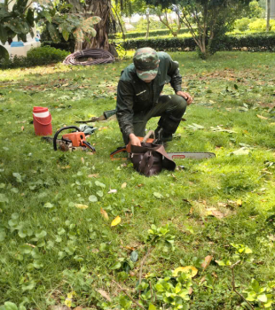 Cưa cây Hoàng Bảo