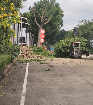 Cưa cây Hoàng Bảo