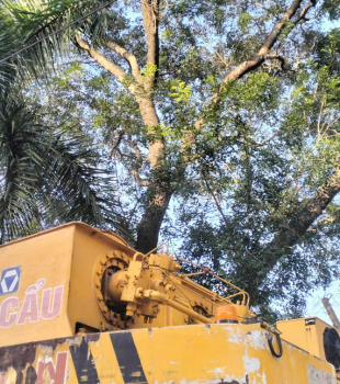 Cưa cây Hoàng Bảo