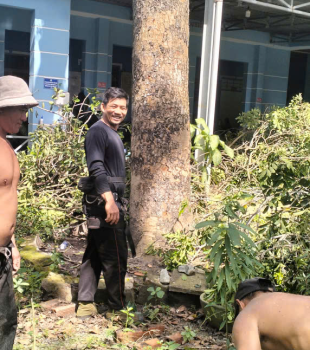 Cưa cây Hoàng Bảo
