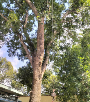 Cưa cây Hoàng Bảo