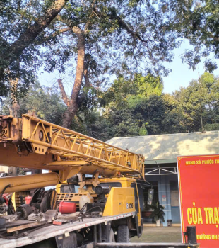 Cưa cây Hoàng Bảo