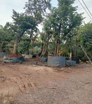 Cưa cây Hoàng Bảo