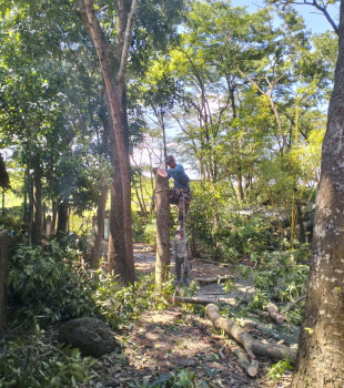 Cưa cây Hoàng Bảo