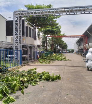 Cưa cây Hoàng Bảo