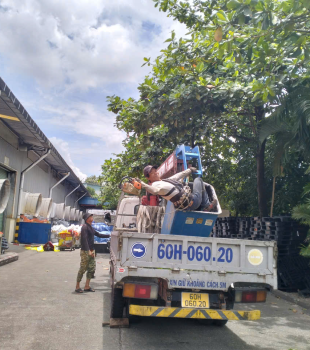 Cưa cây Hoàng Bảo