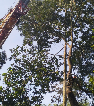 Cưa cây Hoàng Bảo