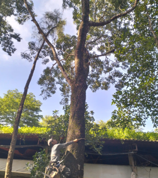Cưa cây Hoàng Bảo