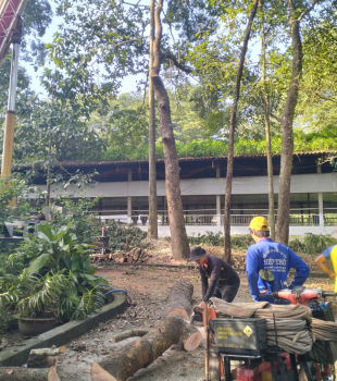 Cưa cây Hoàng Bảo
