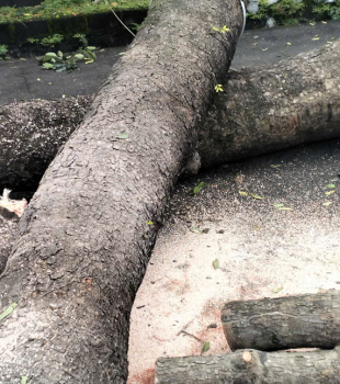 Cưa cây Hoàng Bảo