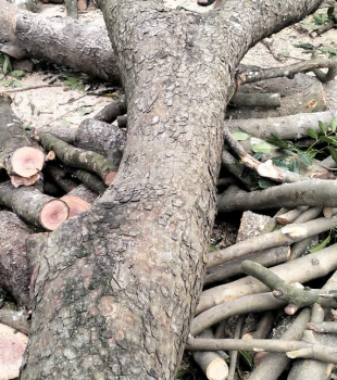 Cưa cây Hoàng Bảo