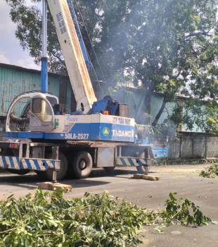 Cưa cây Hoàng Bảo
