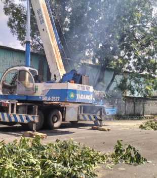 Cưa cây Hoàng Bảo