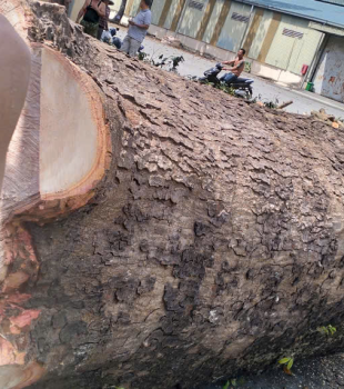 Cưa cây Hoàng Bảo