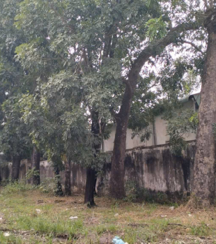 Cưa cây Hoàng Bảo