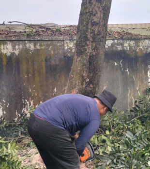 Cưa cây Hoàng Bảo