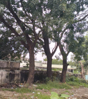 Cưa cây Hoàng Bảo