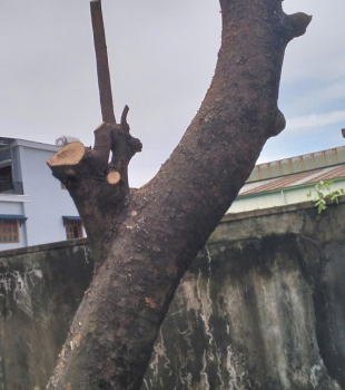 Cưa cây Hoàng Bảo