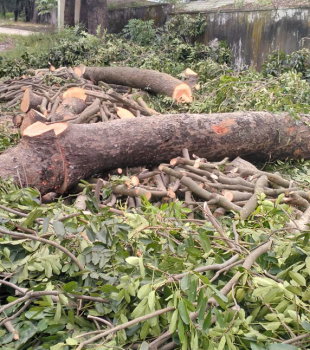 Cưa cây Hoàng Bảo