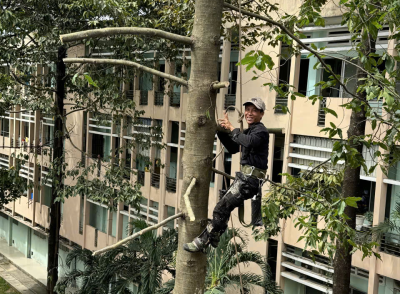 Dự án cưa cây tại trường học ở Đồng Nai