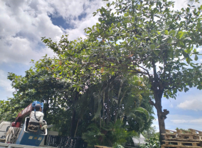 Công ty cưa cây Nhơn Trạch – chuyên nghiệp, an toàn, giá hợp lý