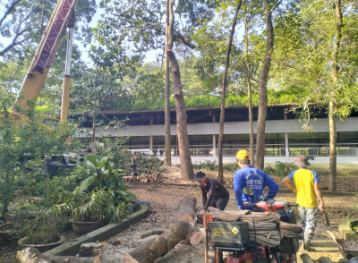 Dự án thu mua cây tại công viên nghĩa trang Vĩnh Hằng – Cưa Cây Hoàng Bảo khẳng định uy tín tại Đồng Nai