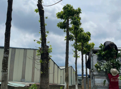 Cưa Cây Long Khánh – Dự Án Thực Hiện Tại Công Ty TNHH Công Nghiệp Xing Feng