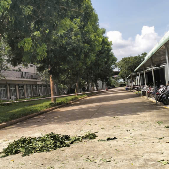 Cưa cây tại khu công nghiệp Long Khánh