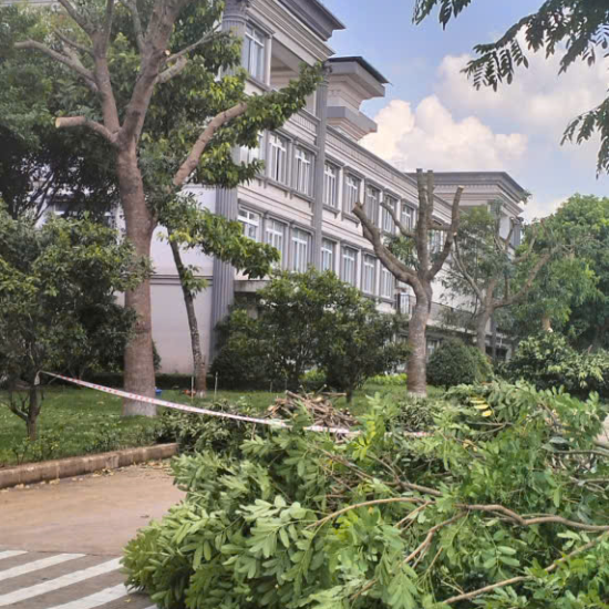 Cưa cây tại khu công nghiệp Long Khánh
