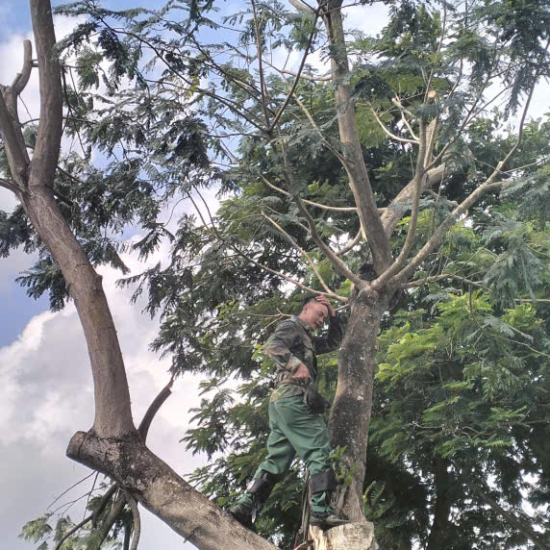 Cưa cây tại khu công nghiệp Long Khánh