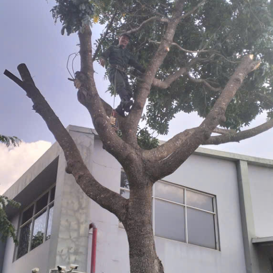 Cưa cây tại khu công nghiệp Long Khánh
