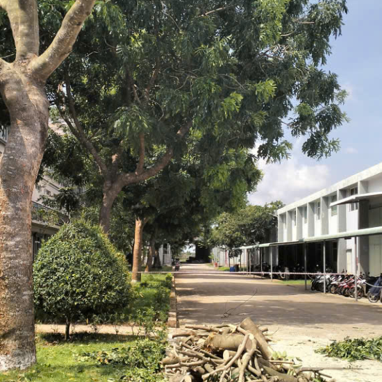 Cưa cây tại khu công nghiệp Long Khánh