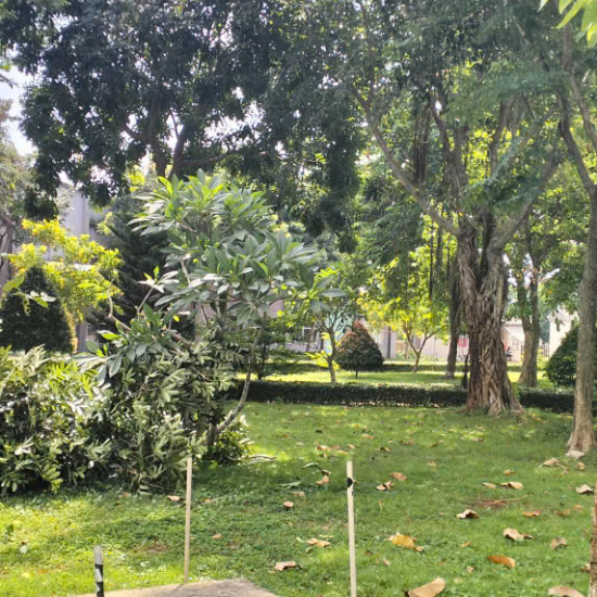 Cưa cây tại khu công nghiệp Long Khánh