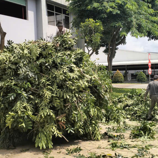 Cưa cây tại khu công nghiệp Long Khánh
