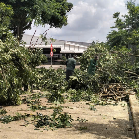 Cưa cây tại khu công nghiệp Long Khánh