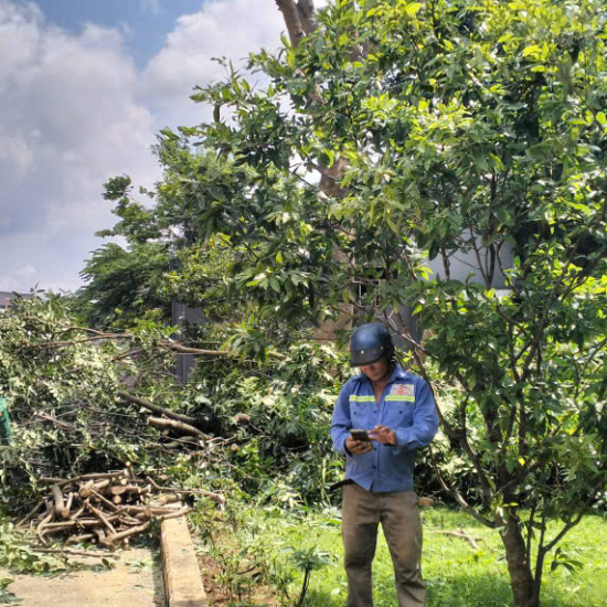 Cưa cây tại khu công nghiệp Long Khánh
