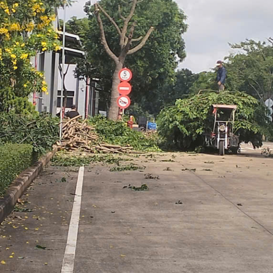 Cưa cây tại khu công nghiệp Long Khánh
