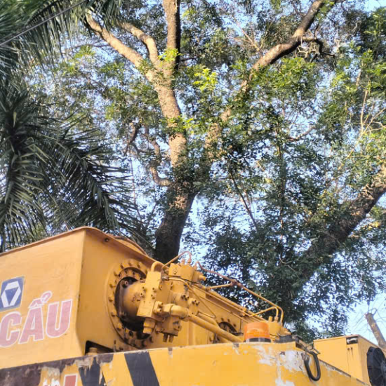 Cưa cây tại Trạm y tế xã Phước Thành, TP HCM